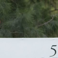 Vázquez el mejor mexicano en Aguascalientes